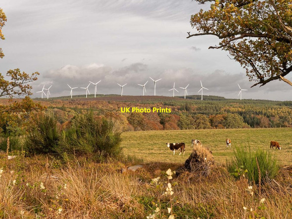 Photo 6"x4" Grazing Cattle Tilliglens Carnach\/NJ0048 c2018