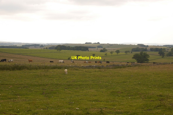 Photo 6"x4" Cattle near Shap Hardendale c2018