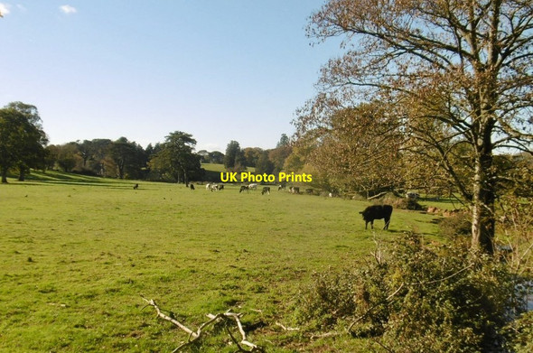 Photo 6"x4" Ottery St Mary, cattle grazing Ottery St Mary c2018