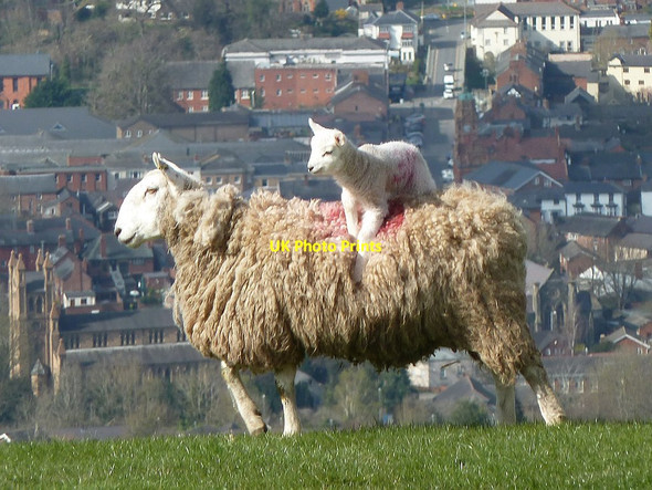 Photo 6"x4" Ewe with lamb, on the move Newtown\/Y Drenewydd c2017