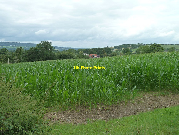 Photo 6"x4" Young maize by the road to Hem Farm Forden\/Ffordun c2017