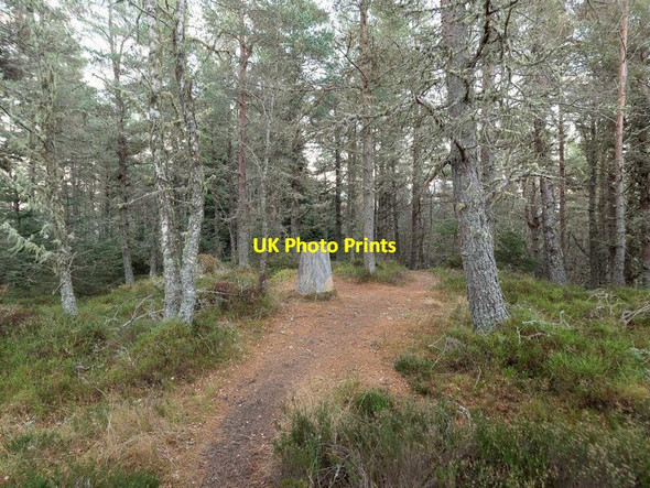 Photo 6"x4" Trig Point on Dunain Hill Leachkin c2018