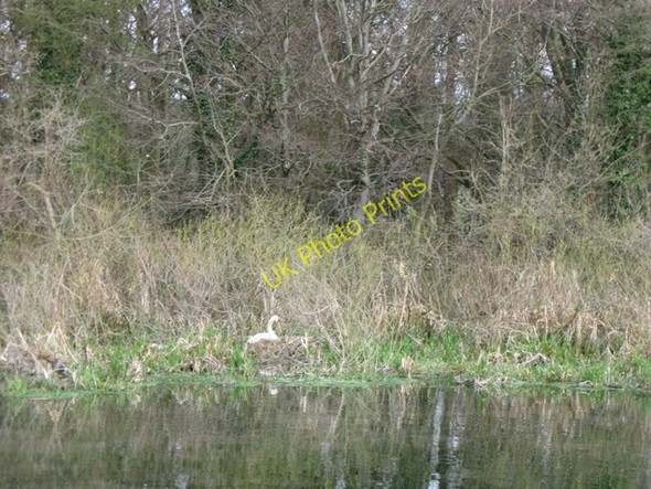 Photo 6"x4" Wendover Arm: The Wides \u00e2\u0080\u0093 with nesting swan on the East bank Wendover c2009