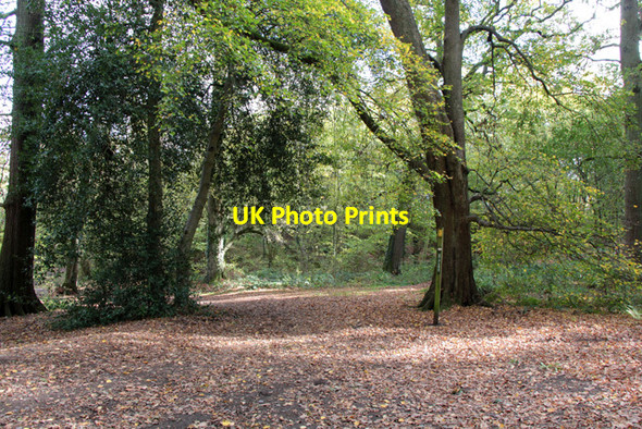 Photo 6"x4" Bridleway marker in the woods The Brand c2018