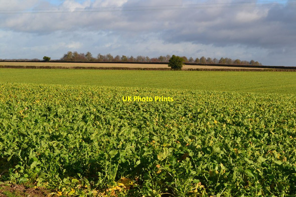 Photo 6"x4" Field south of Wonston Manor Farm Wonston\/SU4739 c2018