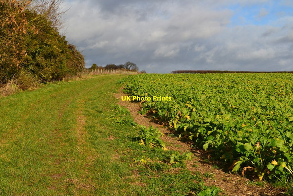 Photo 6"x4" Field edge to the horizon, Wonston Manor Farm Wonston\/SU4739 c2018