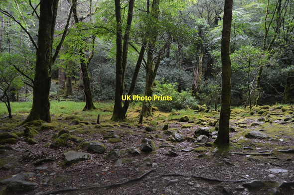 Photo 6"x4" Woodland, Torc Waterfall Muckross c2018