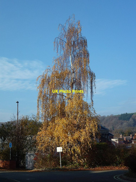 Photo 6"x4" Silver birch in autumn dress Newtown\/Y Drenewydd c2018