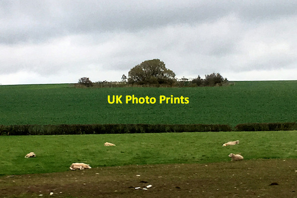 Photo 6"x4" Cattle Grazing near Kirkham Kirkham\/SD4232 c2018