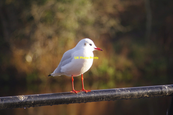Photo 6"x4" Gull at Yarm Egglescliffe c2018