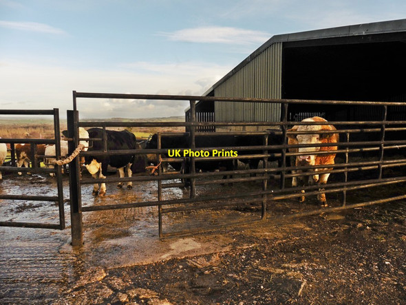 Photo 6"x4" Cattle pen below Crook Hill Weston\/ST5005 c2018