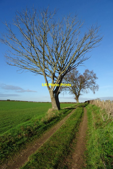 Photo 6"x4" Track and bridleway Birch Green\/SO8545 c2019