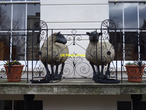 Photo 6"x4" Sheep on a balcony Cheltenham c2019
