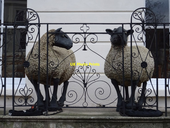 Photo 6"x4" Sheep on a balcony Cheltenham c2019 P1