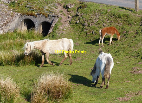 Photo 6"x4" Welsh Mountain Ponies at Pont'ar Wysg Fedw Fawr\/SN8027 c2013