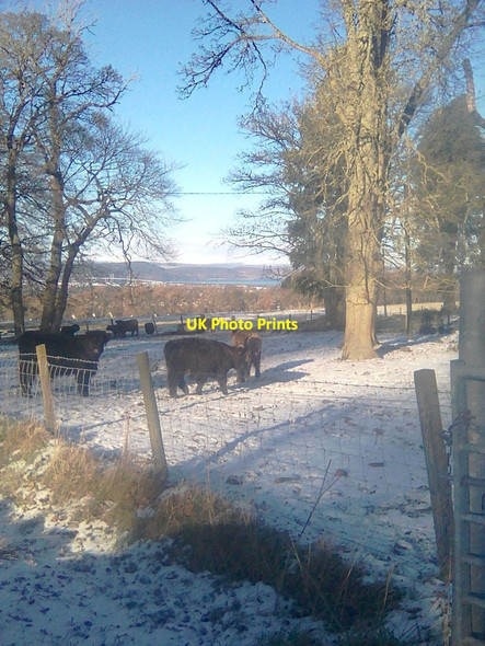 Photo 6"x4" Cattle in field at Leys Home Farm Castleton Village c2019