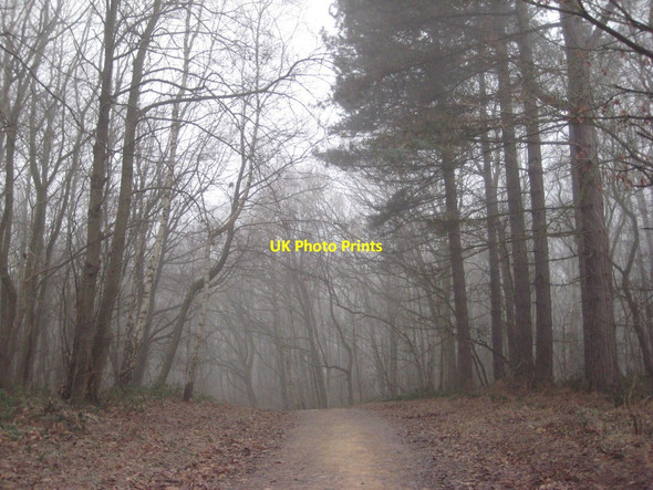 Photo 6"x4" Bridleway in the forest Budby c2019