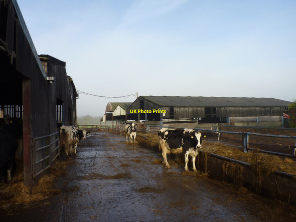 Photo 6"x4" Cattle at Poolhouse Farm Stoke Wharf c2019