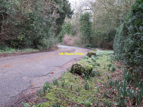 Photo 6"x4" Snowdrops in Mogador, near Reigate Mogador c2019