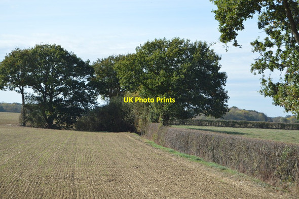 Photo 6"x4" Hedge and wooded pond Wissenden c2018