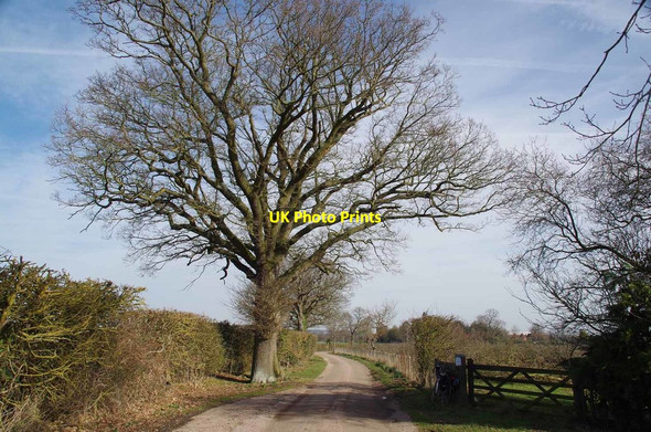 Photo 6"x4" Tong Lane Byway Hearnden Green c2019