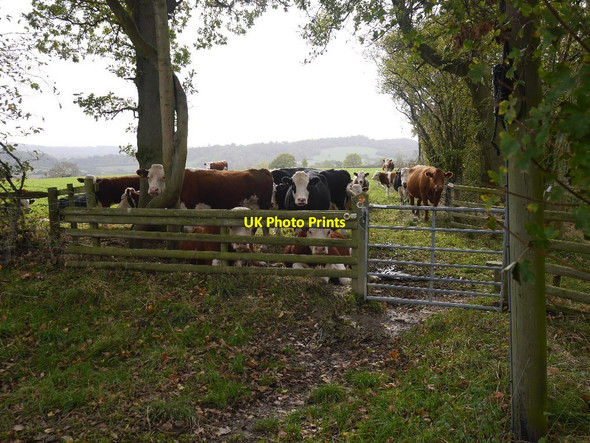 Photo 6"x4" Cattle, Wenlock Edge Longville in the Dale c2018