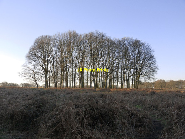 Photo 6"x4" Tercentenary Plantation in mid-February Kingston Upon Thames c2019