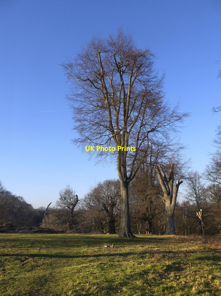 Photo 6"x4" Beech trees near Gibbet Wood, mid-February Kingston Upon Thames c2019