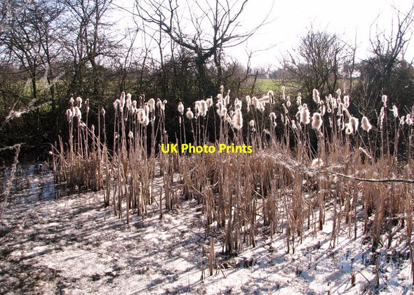 Photo 6"x4" Pond beside Birch Way Loddon Ingloss c2019