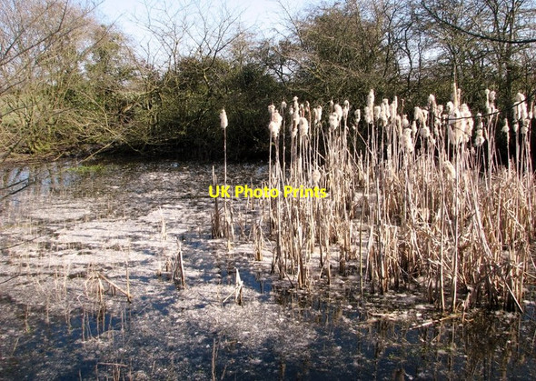 Photo 6"x4" Reeds in a pond beside Birch Way Loddon Ingloss c2019