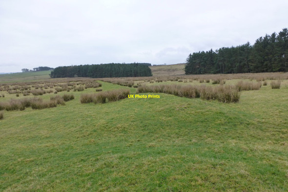 Photo 6"x4" Dargues Roman Camp Otterburn\/NY8893 c2019