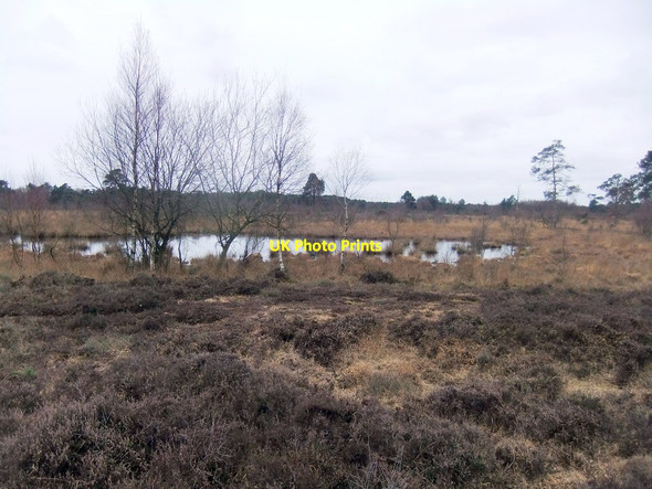 Photo 6"x4" Pond on Skipwith Common Skipwith c2019