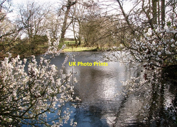 Photo 6"x4" Pond at Braydeston Hall Blofield c2019
