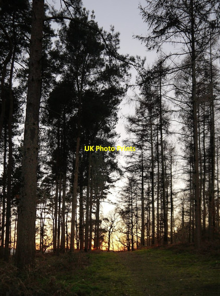 Photo 6"x4" Conifer plantation, Albury Warren Albury\/TQ0547 c2019