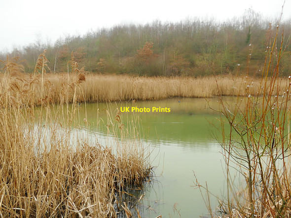 Photo 6"x4" Mickletown Ings SSSI - pond with reed surround (2) Mickletown c2019