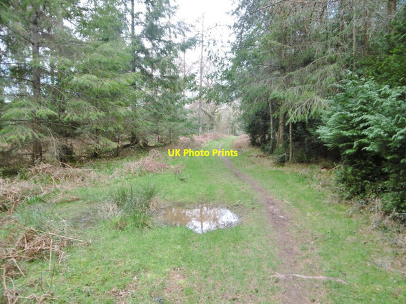 Photo 6"x4" Bere Wood, bridleway Bloxworth c2019