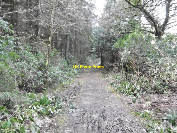 Photo 6"x4" Bere Wood, bridleway Town's End\/SY8595 c2019