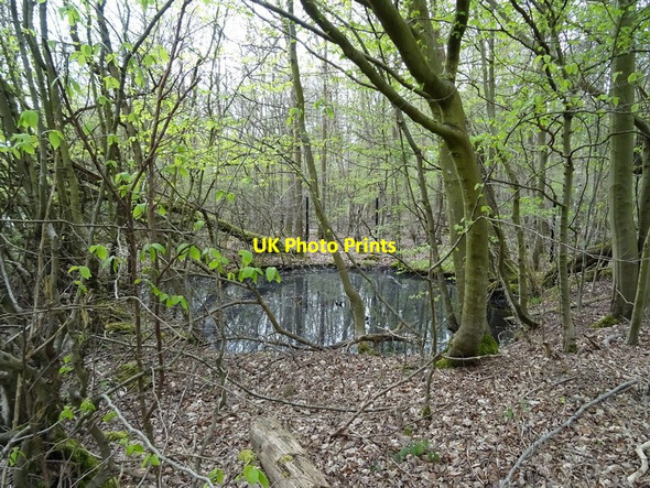 Photo 6"x4" Pond in Birchland Wood Wilton Park\/SU9690 c2019