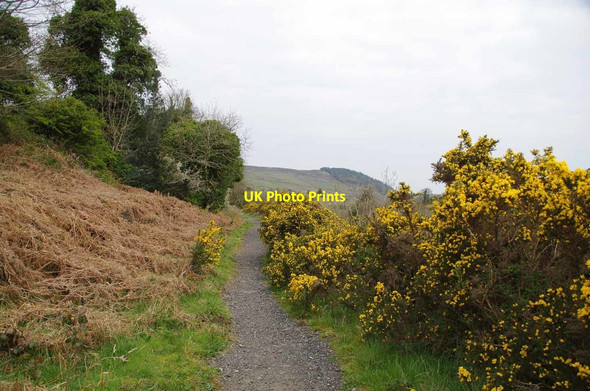Photo 6"x4" Gorse Beside The Old Railway Foxdale c2019