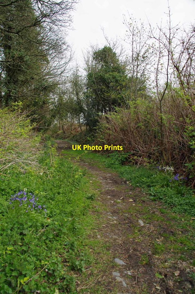 Photo 6"x4" Bluebells by the Old Railway Lower Foxdale c2019