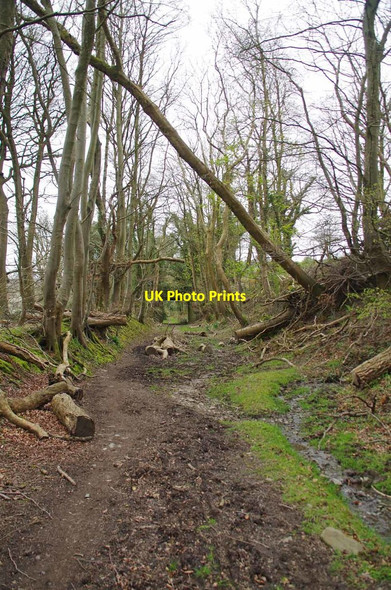 Photo 6"x4" Windblown Trees on the Foxdale Branch Line Lower Foxdale c2019
