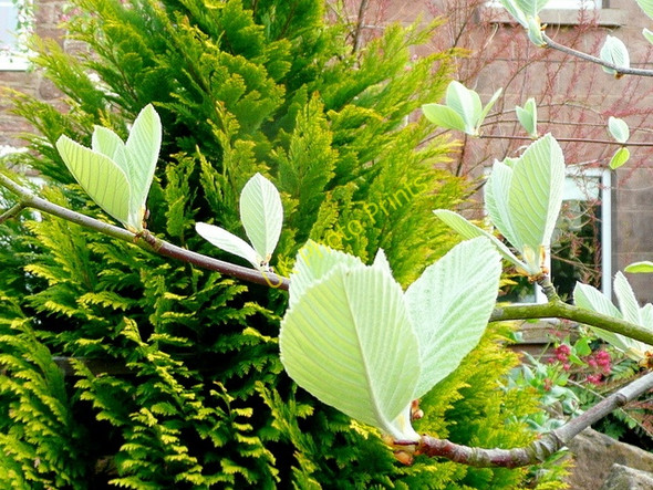 Photo 6"x4" Whitebeam buds Bromsash c2009