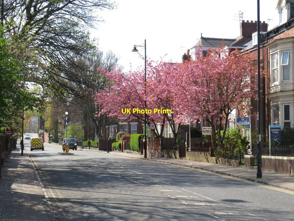 Photo 6"x4" Spring colour on Tunstall Road, Sunderland Sunderland\/NZ3957 c2019