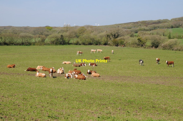 Photo 6"x4" Cattle in a field near Erisey Barton Trerise c2019