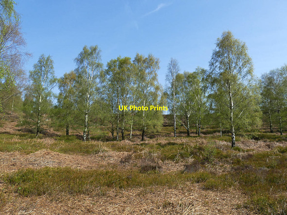 Photo 6"x4" Young wood near Hardacre Quarry Farnhill c2019