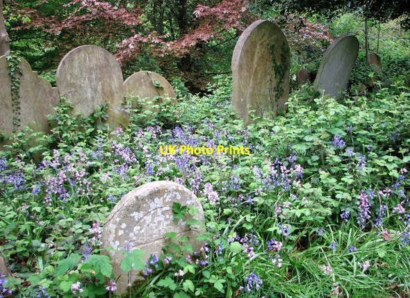 Photo 6"x4" Bluebells growing on the lower terraces Norwich c2019