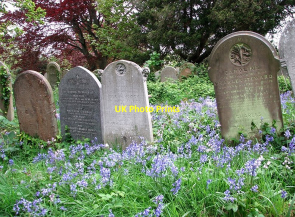 Photo 6"x4" Bluebells growing on the terraces Norwich c2019