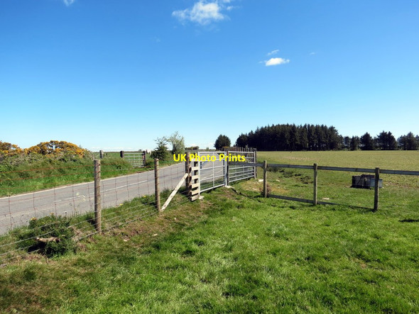 Photo 6"x4" Llwybr ceffyl yn cyrraedd yr heol \/ A bridleway approaching the road Talgarreg c2019