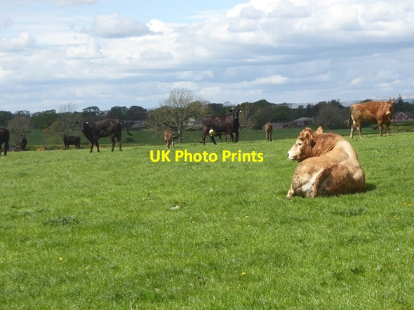 Photo 6"x4" Field of cattle near Newbiggin Farm Hetherside c2019