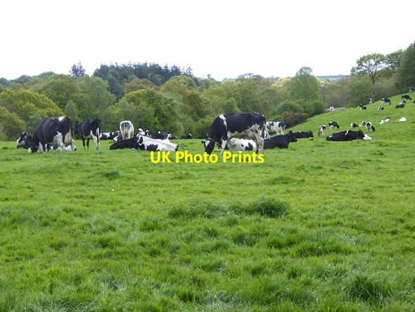 Photo 6"x4" Cattle at Broomhills Farm Kirklinton c2019